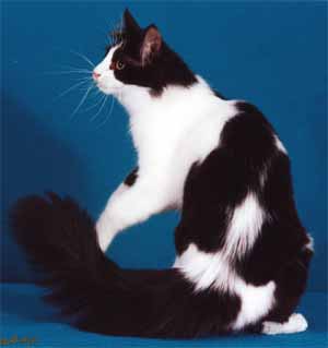 turkish angora black