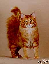 Maine Coon Colour Chart