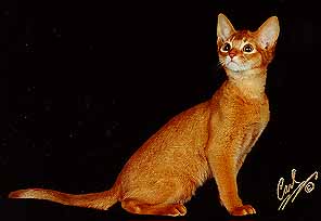 [Rem, an Abyssinian]