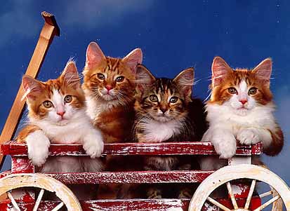 horses and cats Wagon